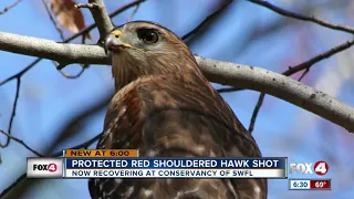 Federally-protected hawk shot, recovering in Collier County