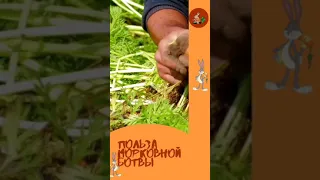 Чем полезна морковная ботва