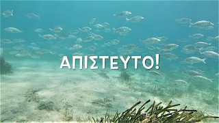 ΟΙ ΠΙΟ ΝΟΣΤΙΜΟΙ ΜΕΖΕΔΕΣ ΣΤΑ ΡΗΧΑ ΝΕΡΑ!!! / DELICIOUS APPETIZERS IN SHALLOW WATER!!!