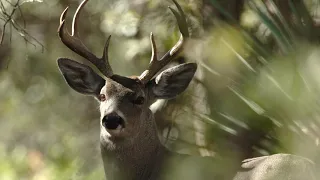 Identify: Mule Deer vs. White-tailed Deer