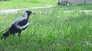 Australian magpie practices song-14-01-24