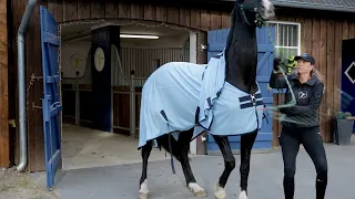 Ungehorsames Pferd wurde vor dem Schlachter gerettet - Kann man sich irgendwann auf ihn verlassen?