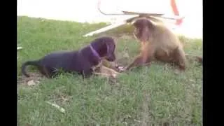 Monkey and Puppy _ Funny Videos
