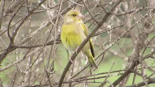 European Greenfinch  - Carduelis chloris - (Chloris chloris)  Φλώρος - Λουλουδάς - Cyprus