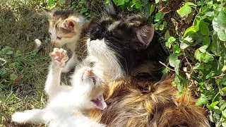Mother Cat is upset and Tired Her Kittens Are Trying To Make Her Happy
