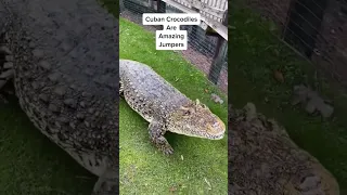 Cuban Crocodile Jump‼️ #gatorland #conservation