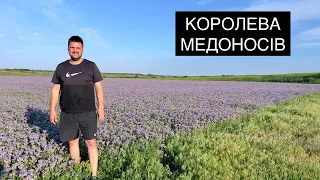 Фацелія