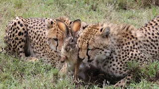 🎬CHEETAH CUBS LEARN TO HUNT 4K