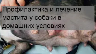 Профилактика и лечение мастита у собаки в домашних условиях