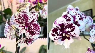 Новые Орхидеи из обзора