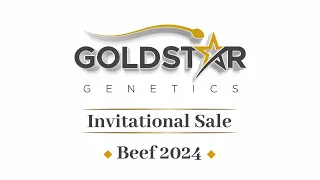 Simmental Lots- Goldstar Genetics Beef Invitational Sale