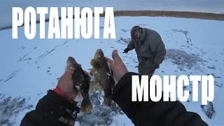 КРУПНЫЙ РОТАН . Рыбалка со льда . Озеро с крупным ротаном .