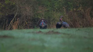 EARLY SEASON SCOUTING IN GEORGIA.