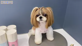 [Groomer Giraffe TV] Sharing my original tips on Shih Tzu spotting grooming!