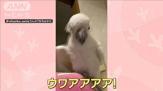 脚を滑らせ…「ウワアアアア！」叫ぶオウム　飼い主「ここまで人間味ある声は初めて」(2023年4月14日)