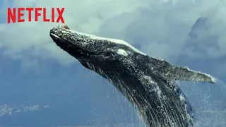 Our Planet | Official Extended Trailer [HD] | Netflix