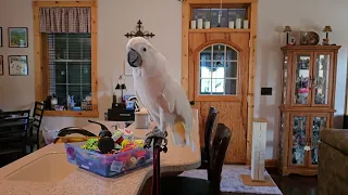 Cockatoo Gets Company & He Isn't Very Nice!