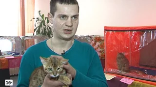 Выставка кошек в краеведческом музее