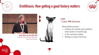 How to properly detect urolithiasis in pets