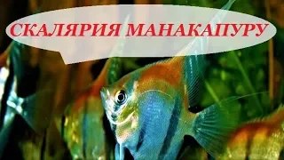 Скалярия Манакапуру. Содержание в аквариуме, разведение, совместимость