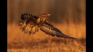 Buteo Buteo - Common Buzzard / Asa Photography / Hungary 2019