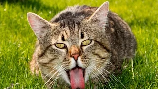 Funny Cats Compilation Part 60 (Смешные Кошки Подборка Часть 60) 2015