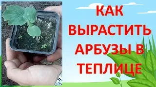 КАК ВЫРАЩИВАТЬ АРБУЗЫ В ТЕПЛИЦЕ. Выращивание арбузов в теплице. Как вырастить арбуз на севере.