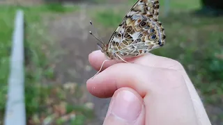 Schmetterlinge züchten mit einem Zuchtset | Erfahrungsbericht von meiner Aufzucht der Schmetterlinge