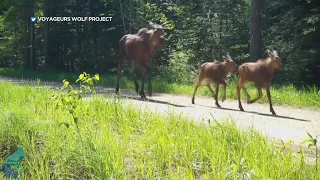 Cameras capture moose mom walking with twin calves