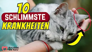 Die 10 schlimmsten Katzenkrankheiten, die DU verhindern kannst