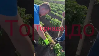 Торнадо_Ранний_подкоп