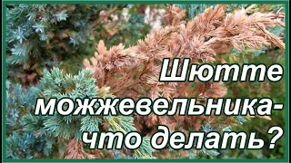 Когда не помогает фитоспорин... Болезни хвойных - снежное шютте можжевельника.