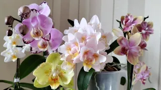 Зимові розпуски орхідей (ч.1)