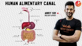 Super Easy Way To Learn Life Process |Animation | Digestive System | CBSE 10 Science Chapter 6(2019)