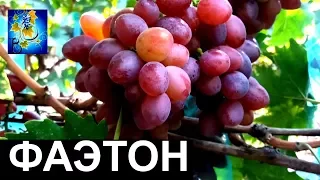 Виноград Фаэтон (Grapes Phaeton)