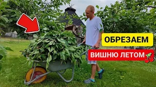 Легкая и понятная схема обрезки вишни летом | Easy and Clear Cherry Pruning Technique