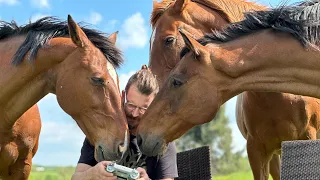 The Herd - retired competition horses living on their 21 hectare farm in France 🇫🇷