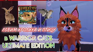 |LEO - MOON| 🐦КАК ПОЙМАТЬ ДИЧЬ в Warrior Cats Ultimate Edition - Roblox🐇