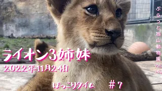 第7弾オリト＆イオの赤ちゃんをずっと見たいあなたへ。ライオン3姉妹のほっこり癒し時間vol.149@旭山動物園/want to see the 3 lion baby sisters 4ever