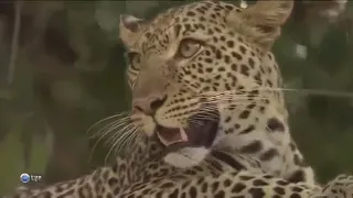 Борьба за выживания хищников Львы убиваютЛеопардов