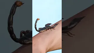 how scorpions are bite? #facts #fact #intrestingfacts #amazingfacts #viral #trend #trending
