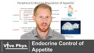 Endocrine Control of Hunger and Satiety - Appetite Regulation