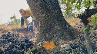 Special !! Cut down 2 old trembesi trees in rice field, Stihl ms 881.