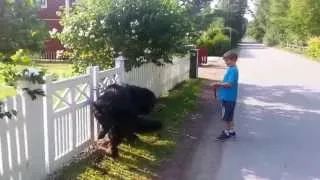 A Newfoundland dog walking my son Casper and also protecting him ❤...2013. (4 years later)