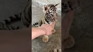 did he bite my hand ✋ baby Tiger 🐅🐯#babygirl #tiger #animals #viralshorts #videos