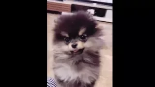 YEONTAN |BTS V with his dog PART  2