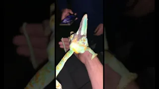 Wild Caught Chameleons in Florida