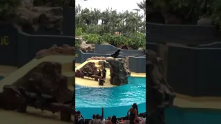 Funny Sea Lions Show in Loro Park (2) - #Shorts