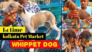 1st time Kolkata pet market Whippet Dog | dog market in kolkata | Dog Puppy Price Update | Dogs