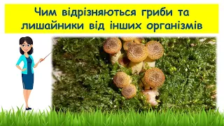Чим відрізняються  гриби та лишайники від інших організмів // Пізнаємо природу 5 клас НУШ